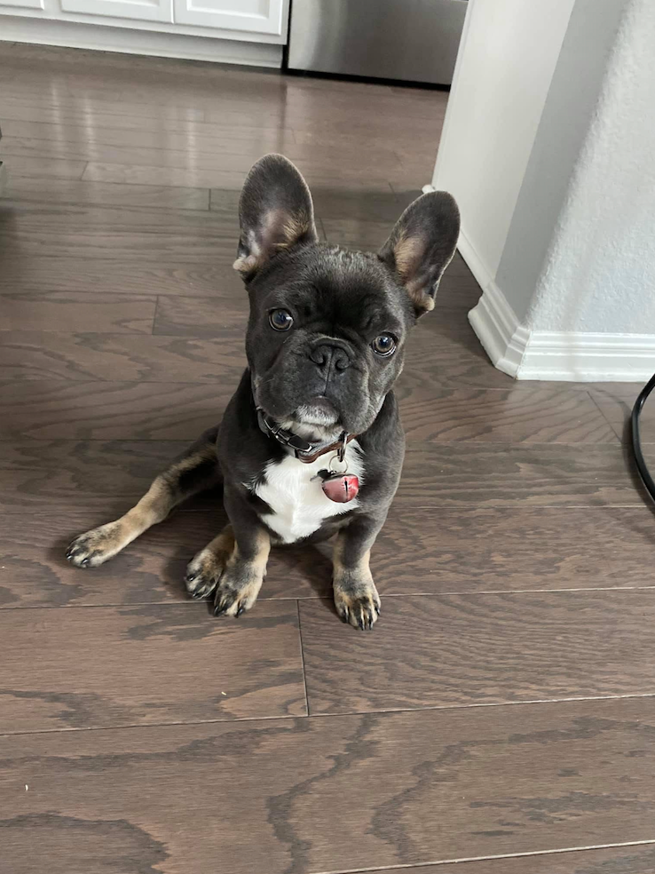Blue French Bulldog with a white chest sitting on a dark wooden floor, looking directly at the camera.