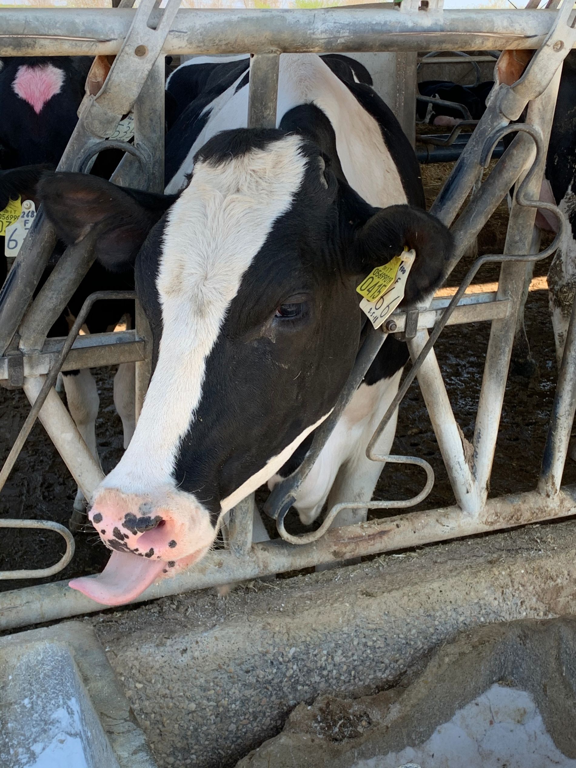 capo dell'allevamento