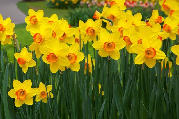 Yellow daffodils with orange centers bloom in a garden.