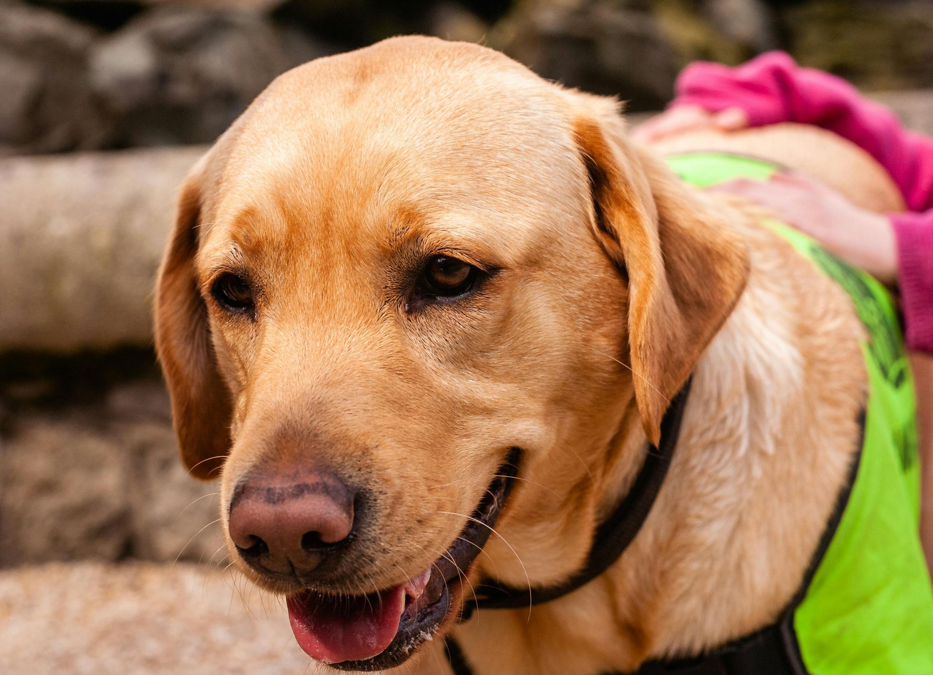Yellow Labrador retriever being petted, wearing a neon green vest, outdoors.