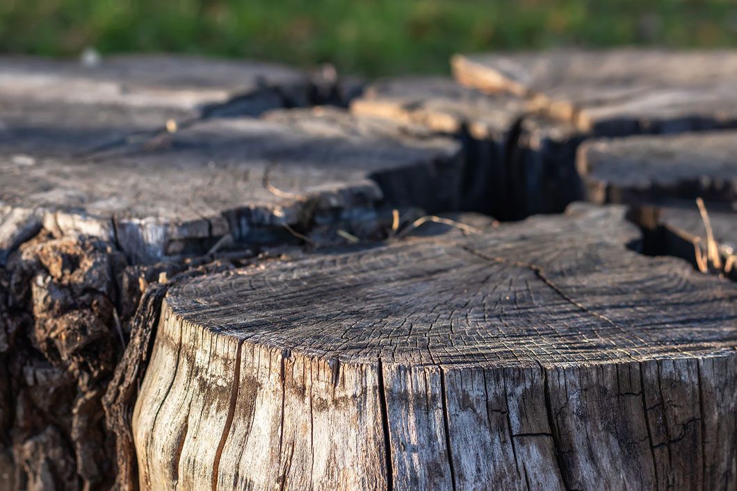 A close up of a tree stump in the grass.