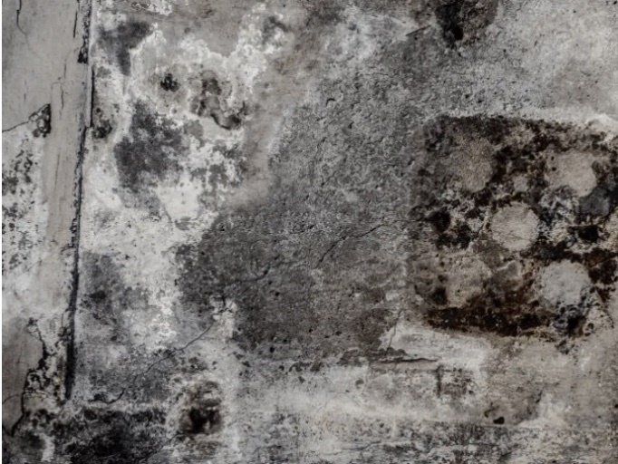 durham restoration mold removal