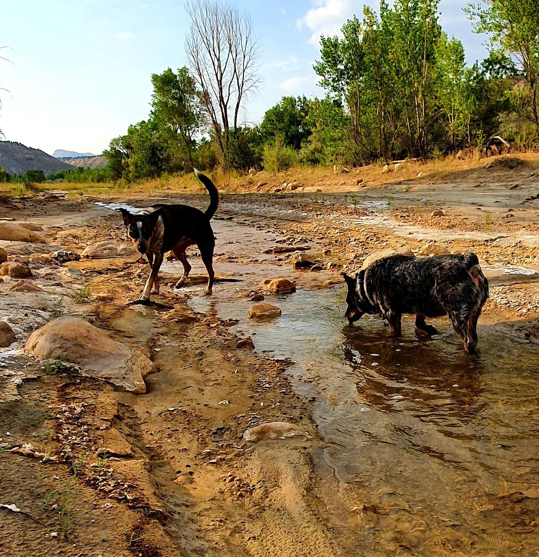 dogs-in-the-river