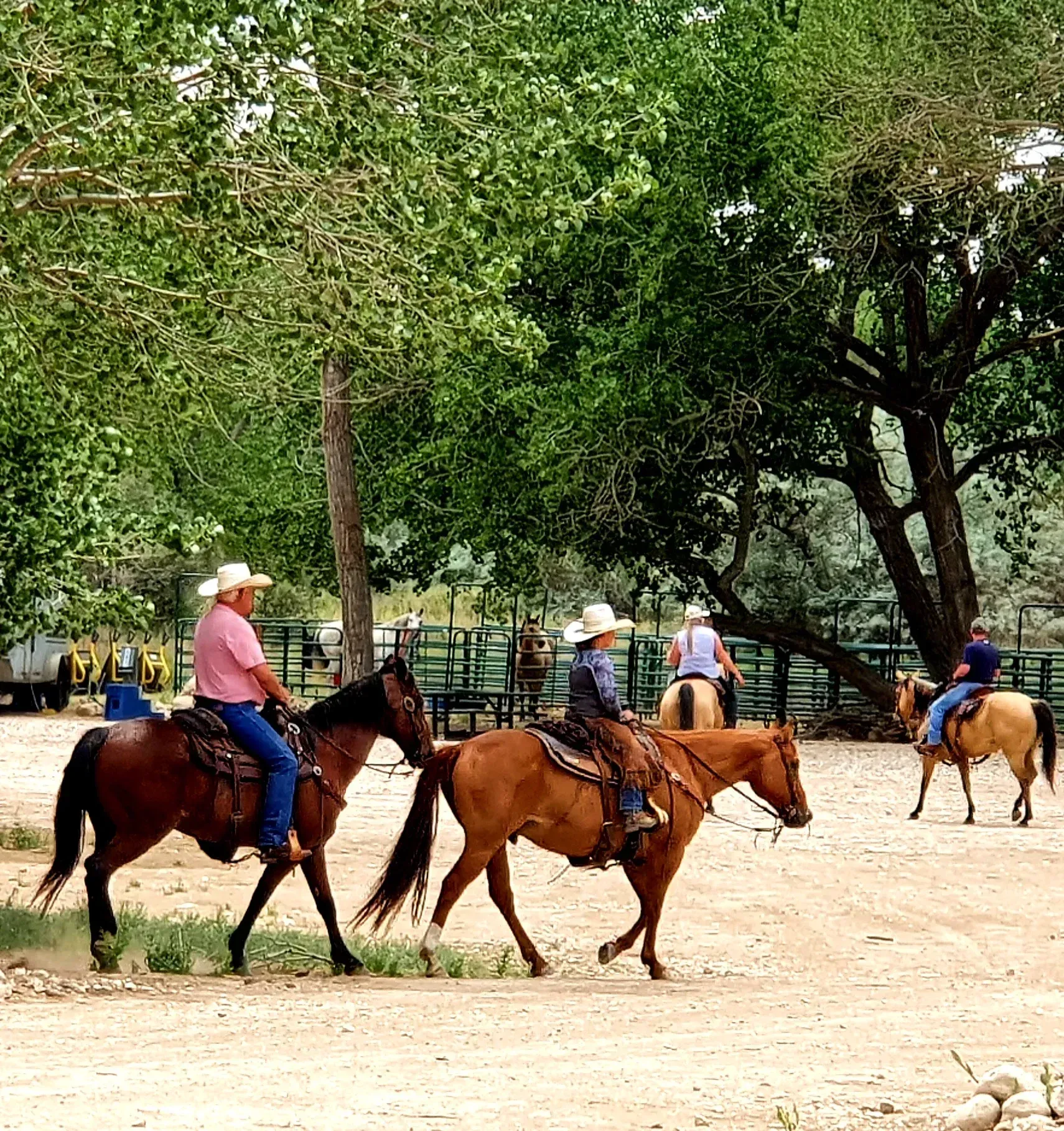 horses-at-the-park