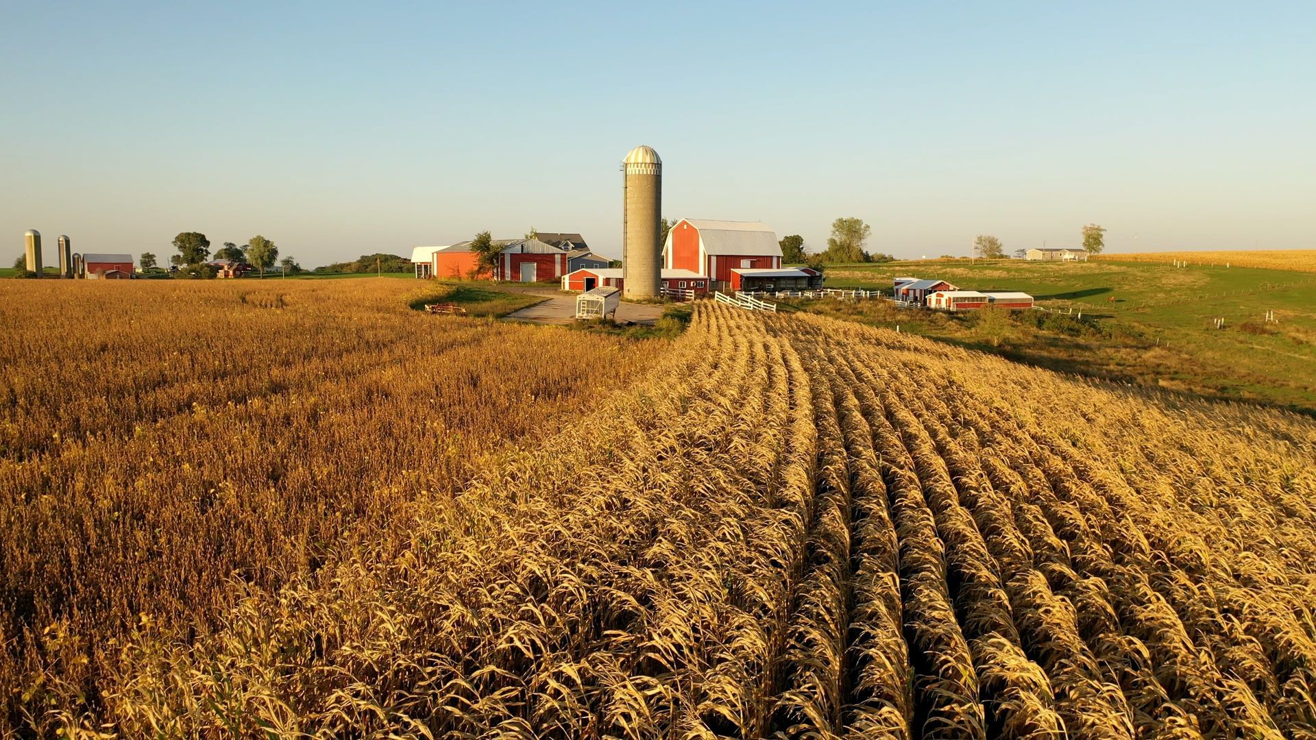 Golden cornfield leads to a farm with red buildings and a silo under a clear sky.