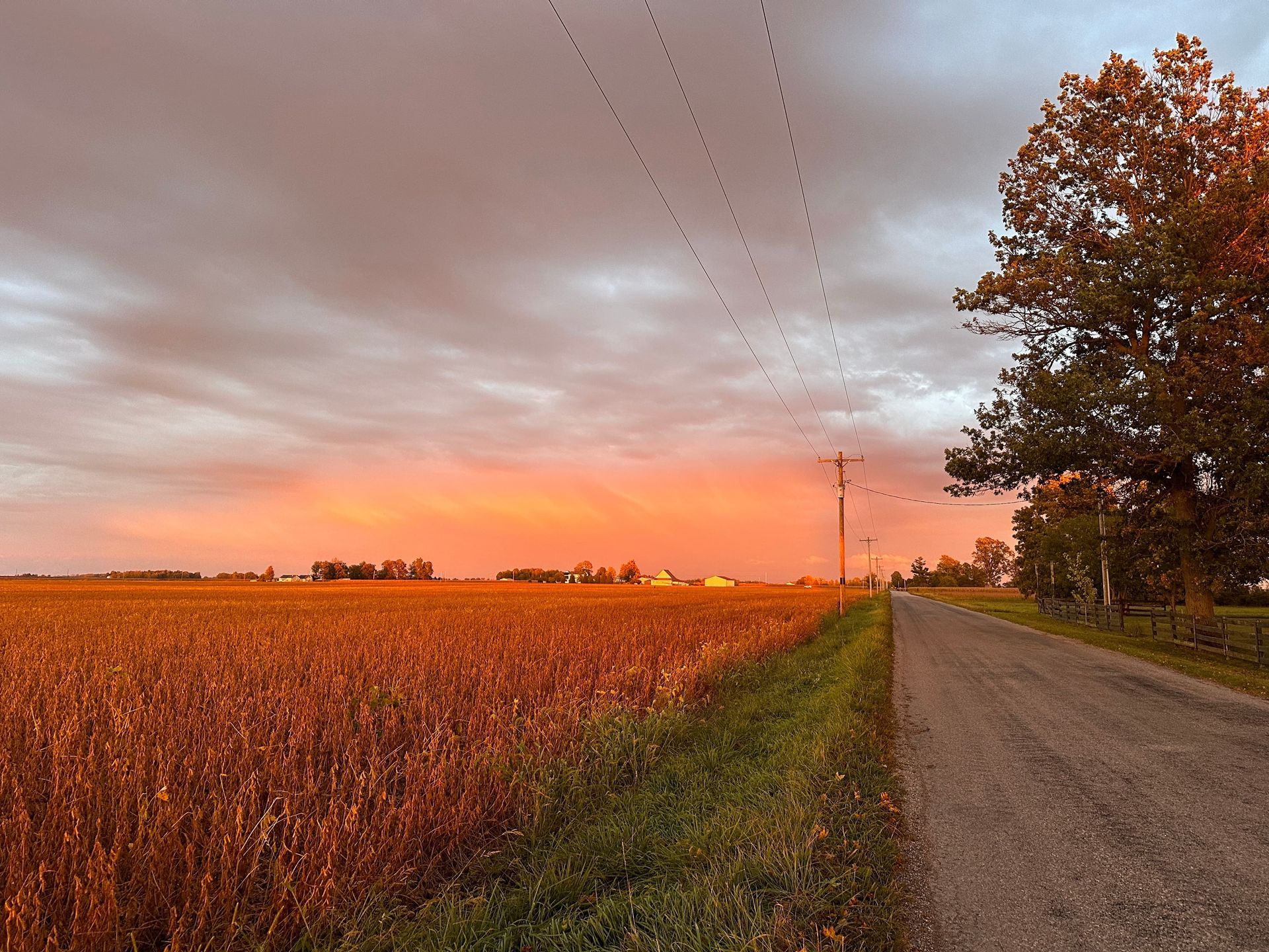 Sunset over a field of crops and a gravel road, with a tree on the right and birds in the sky.