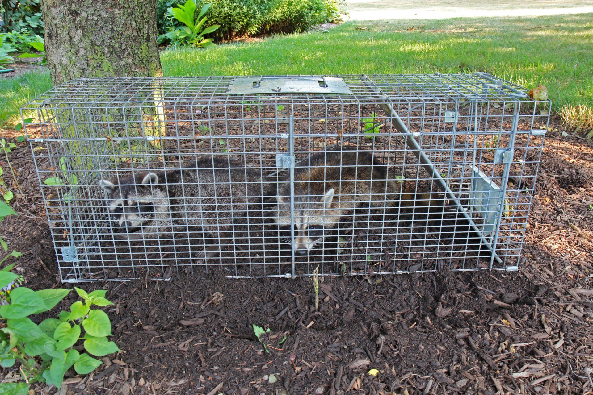 Rodent Control — Ingleside, TX — Earth Dwellers IPM Consulting
