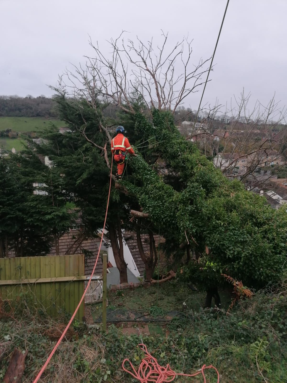 Tree work | Clear View Tree & Hedge Services Limited