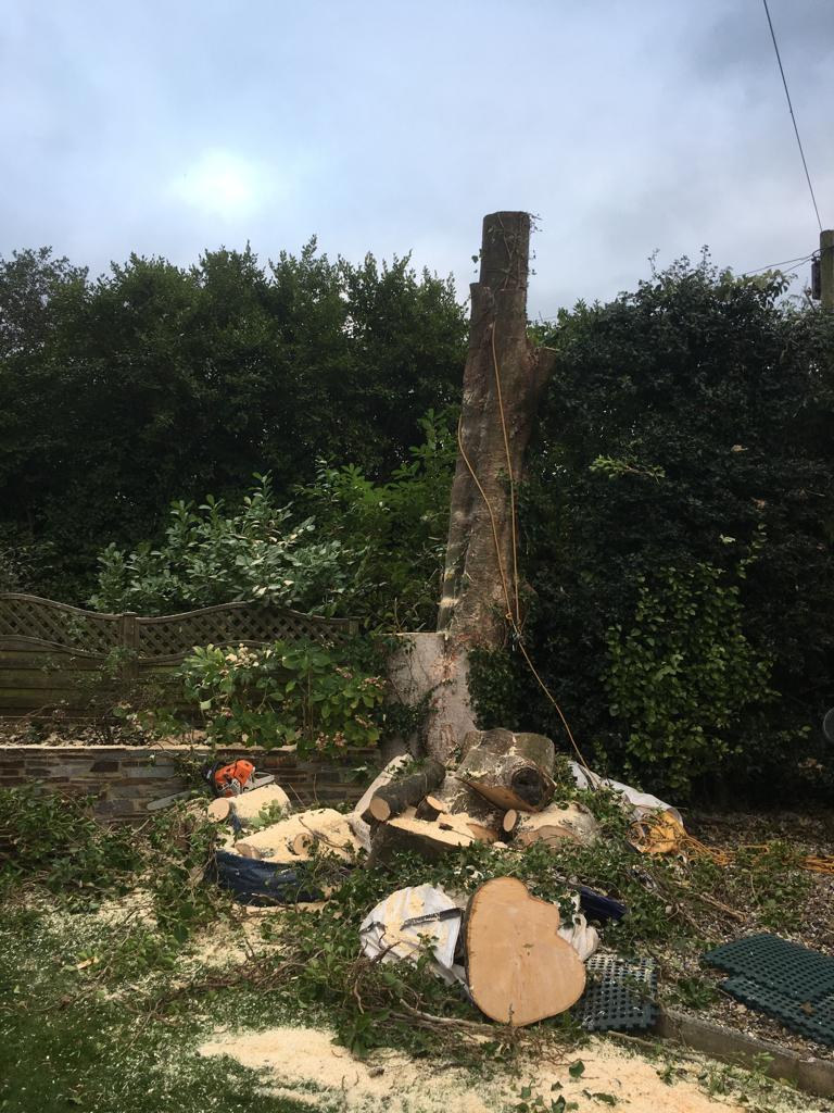 A large tree stump is being cut down in a backyard.