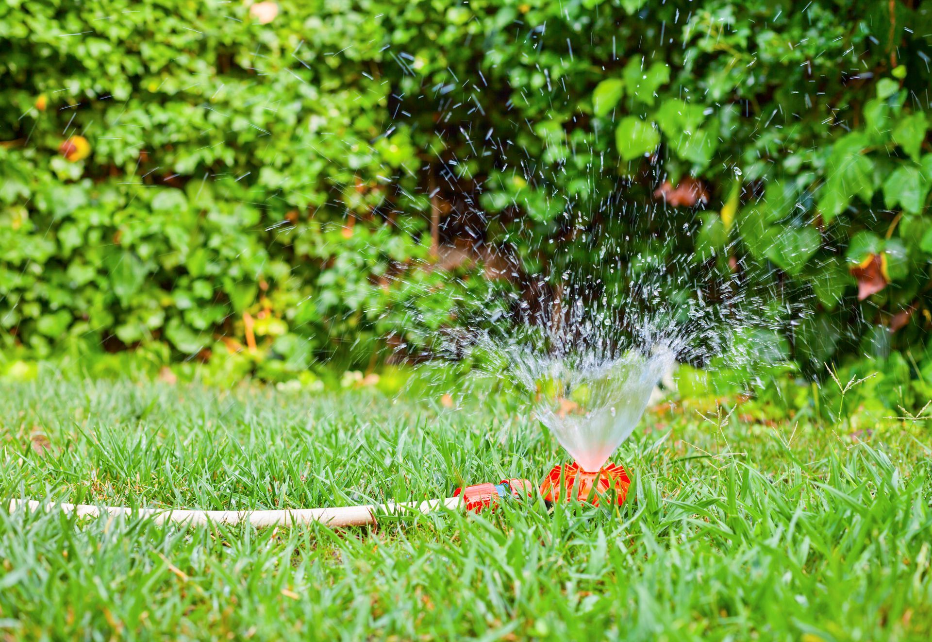 A sprinkler is spraying water on a lush green lawn.