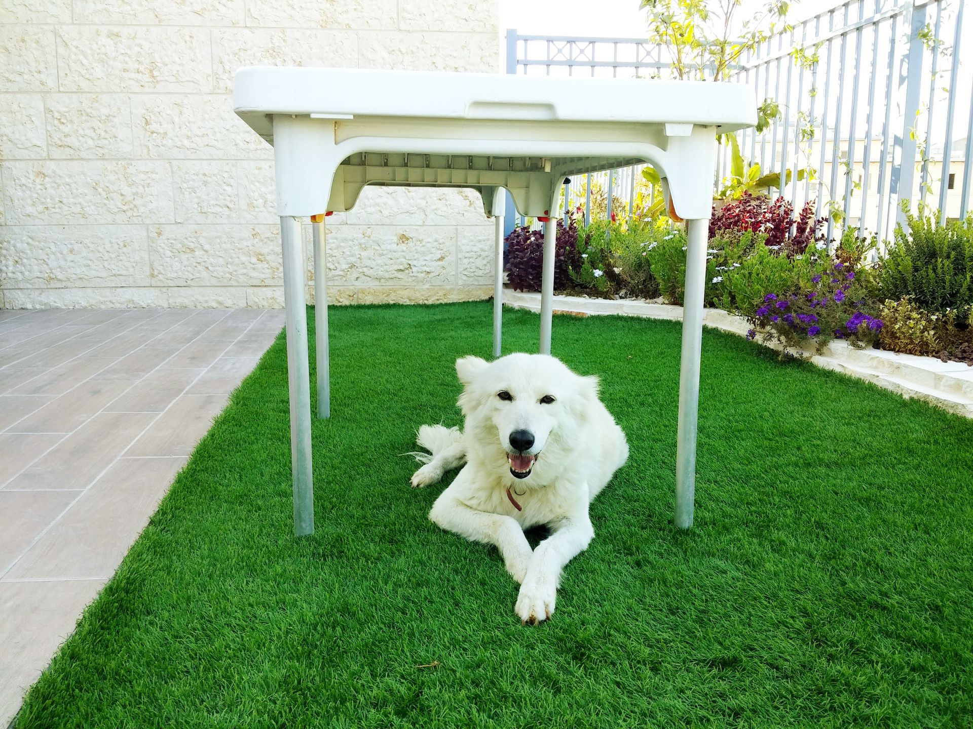 White dog lying under a white table on green turf in a garden, looking at the camera.