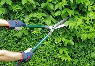 a man trimming the hedges