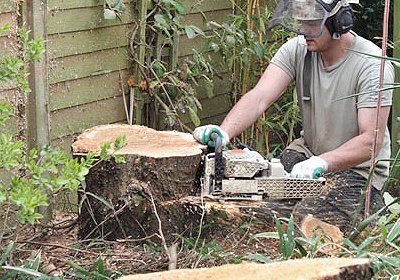 a tree surgeon removing tree stump