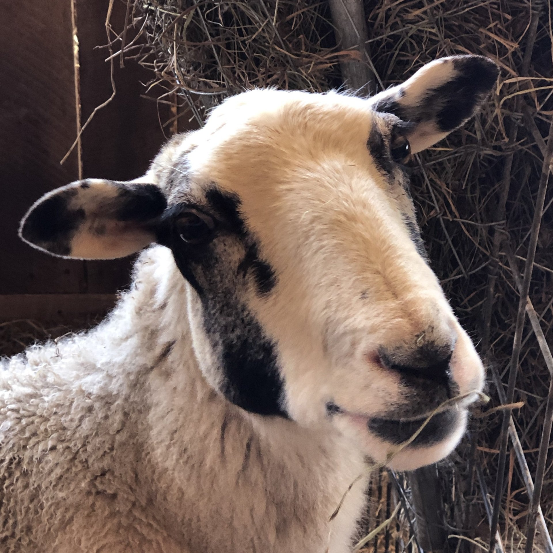 image-72252-02D22872.jpg?1410464811485