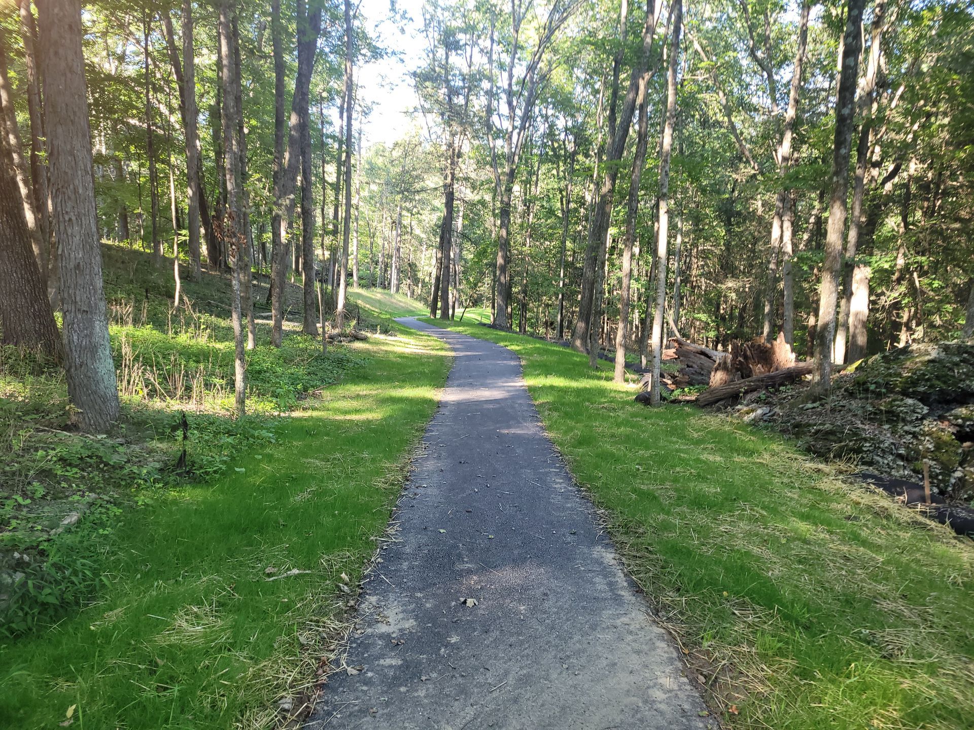 A path in the middle of a forest surrounded by trees and grass.