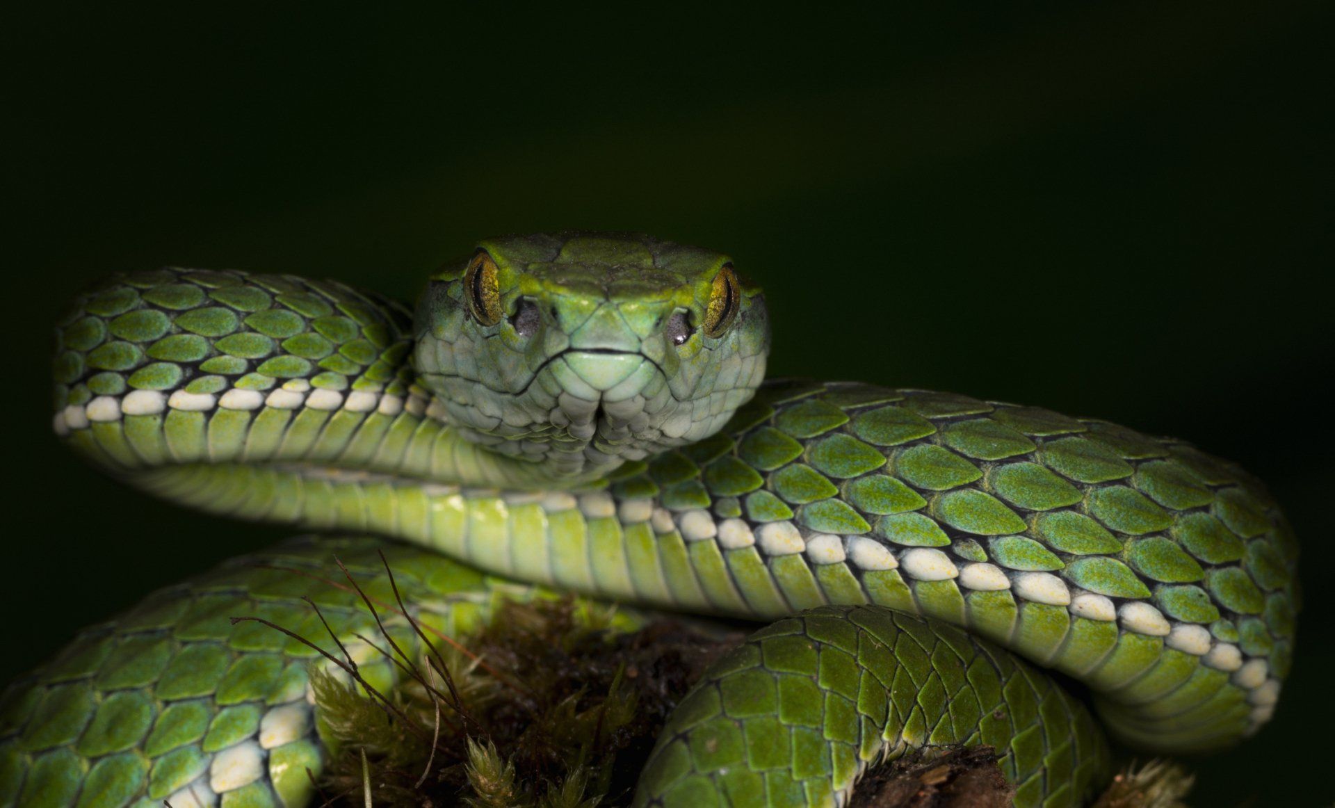 serpente
