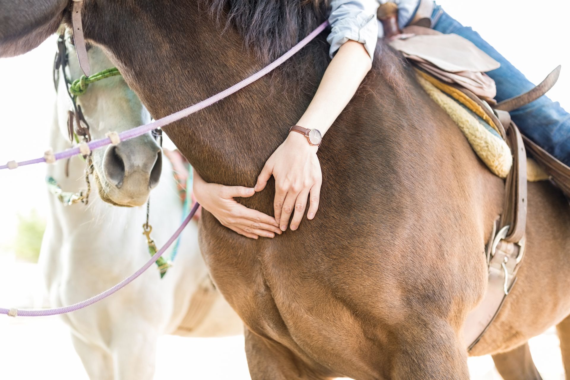 Person with hands on brown horse’s neck, standing beside a white horse with a saddle