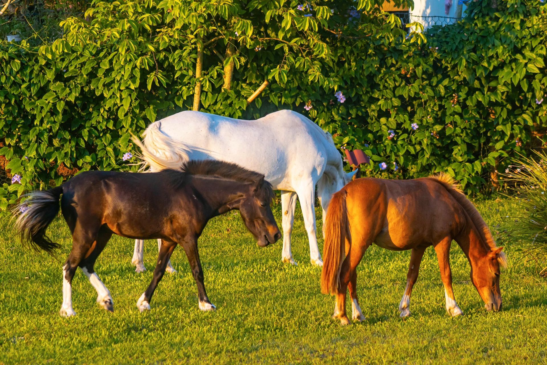 Três cavalos estão pastando em um campo gramado
