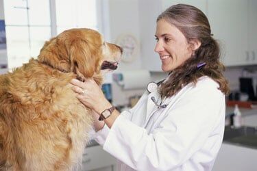 Female veterinarian with dog in Exton, PA
