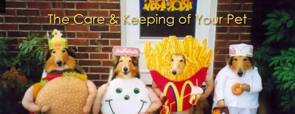 Dogs wearing costumes—Veterinary Services in Exton, PA