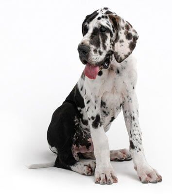Dog with spots—Veterinary Services in Exton, PA