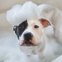 Dog taking a bath—Pet Care in Exton, PA