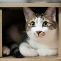Cat indoor—Pet Care in Exton, PA