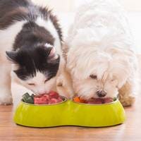Cat and dog eating—Pet Care in Exton, PA