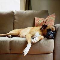 Dog laying on couch—Pet Care in Exton, PA