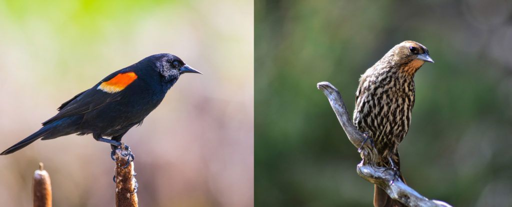 Red-winged blackbirds, male and female