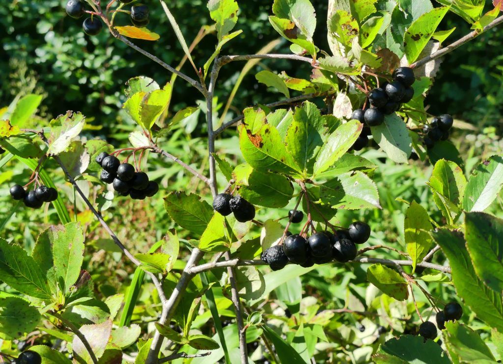 Black chokeberry