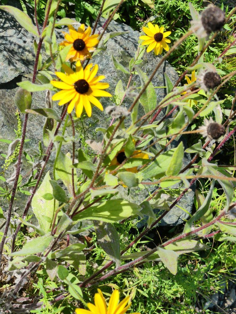 Blackeyed Susan