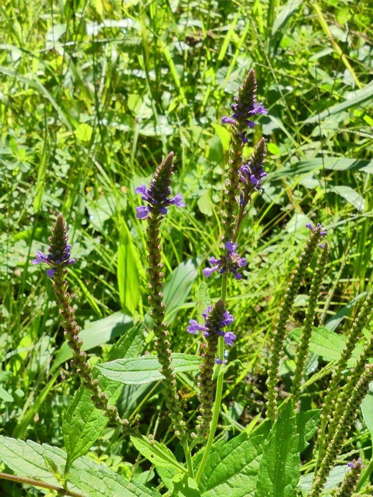 Blue vervain