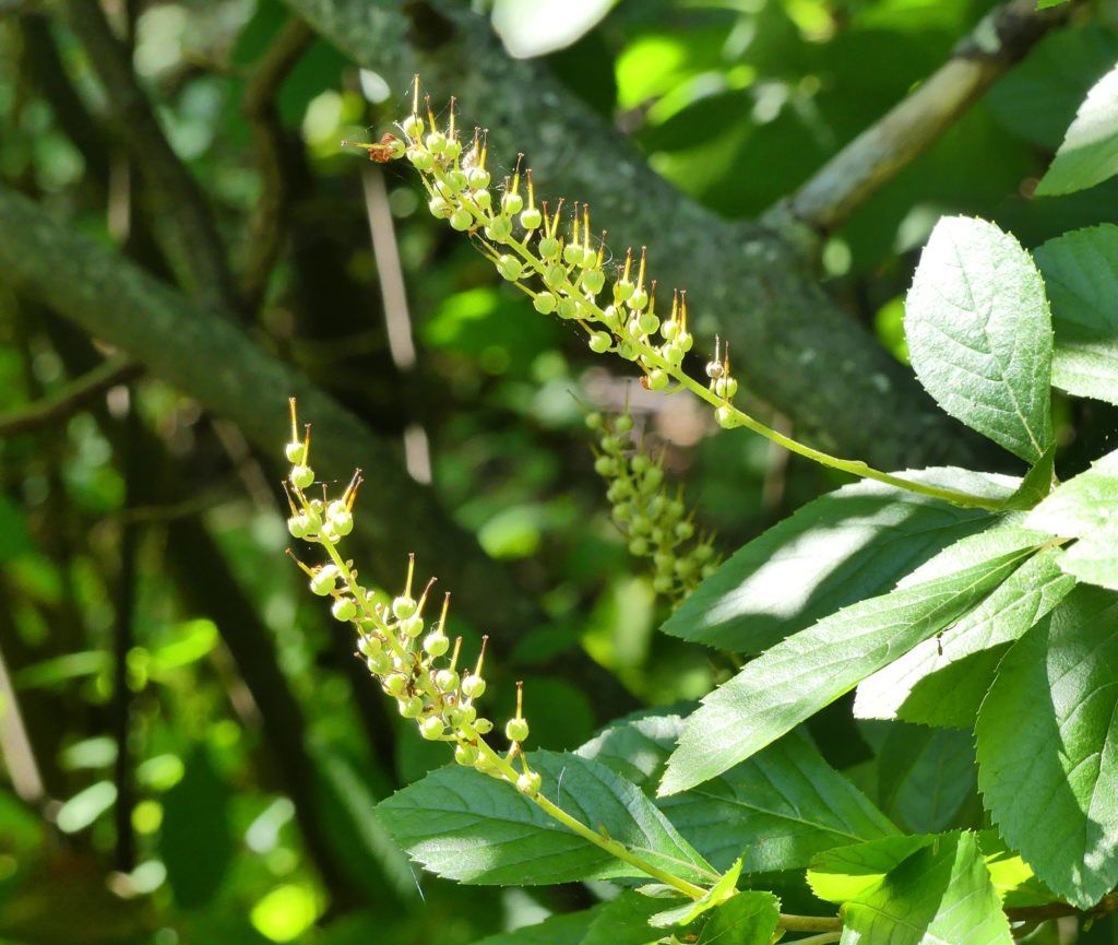 Clethra aka Sweet spire