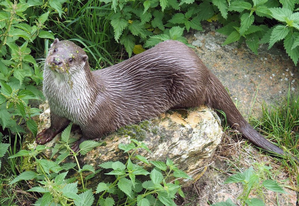 River otter