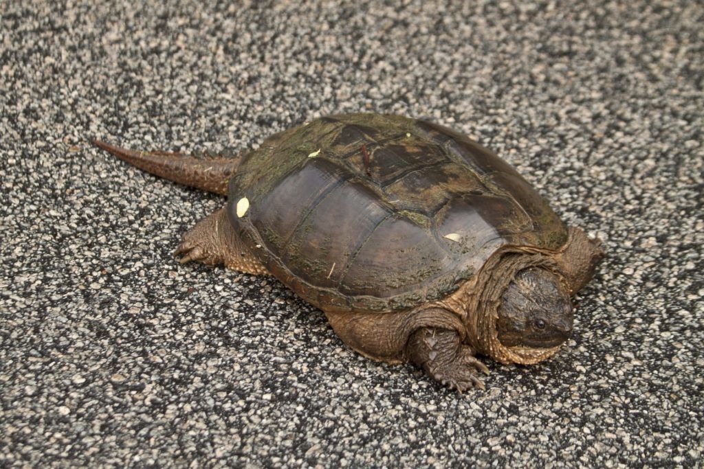 Snapping turtle