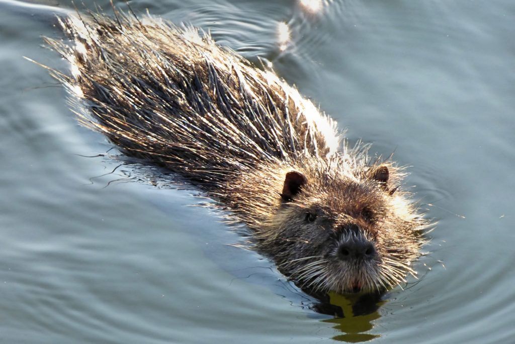 Muskrat