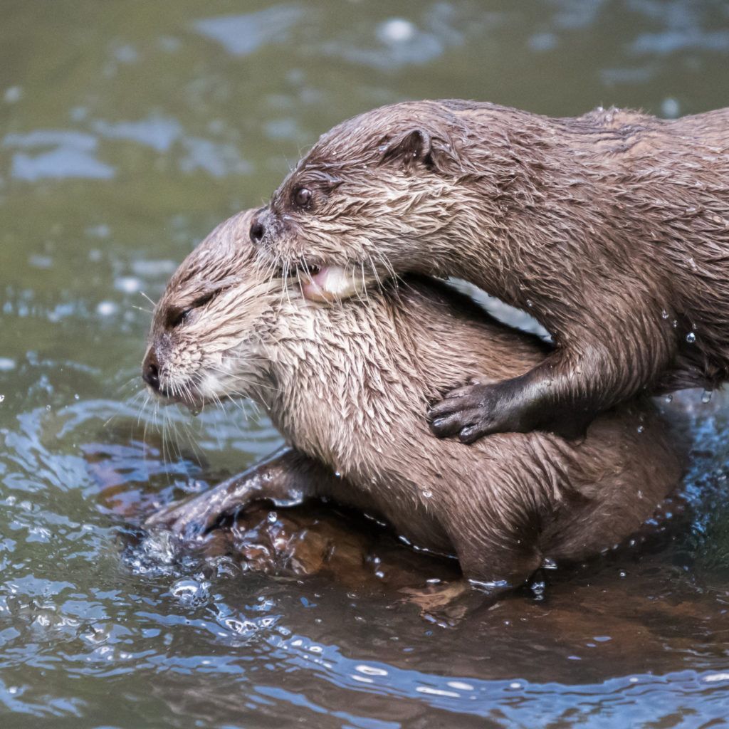 River otter
