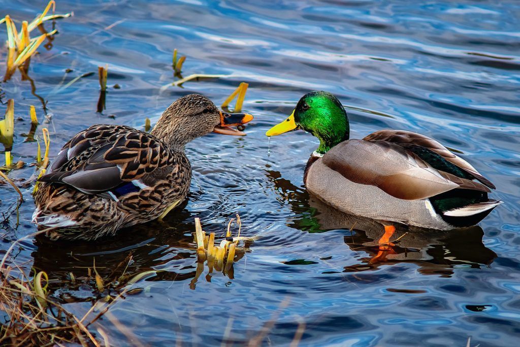 Mallard ducks