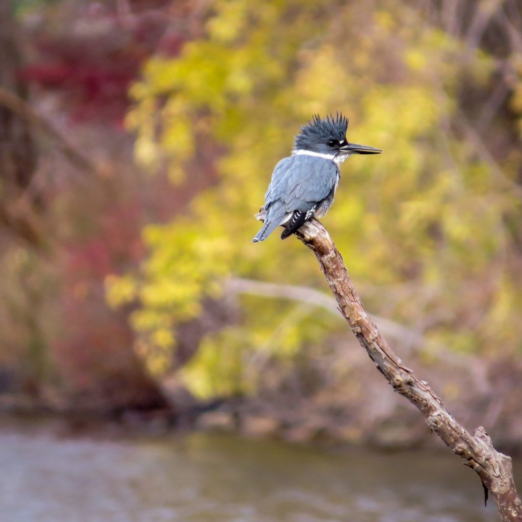 Belted kingfisher