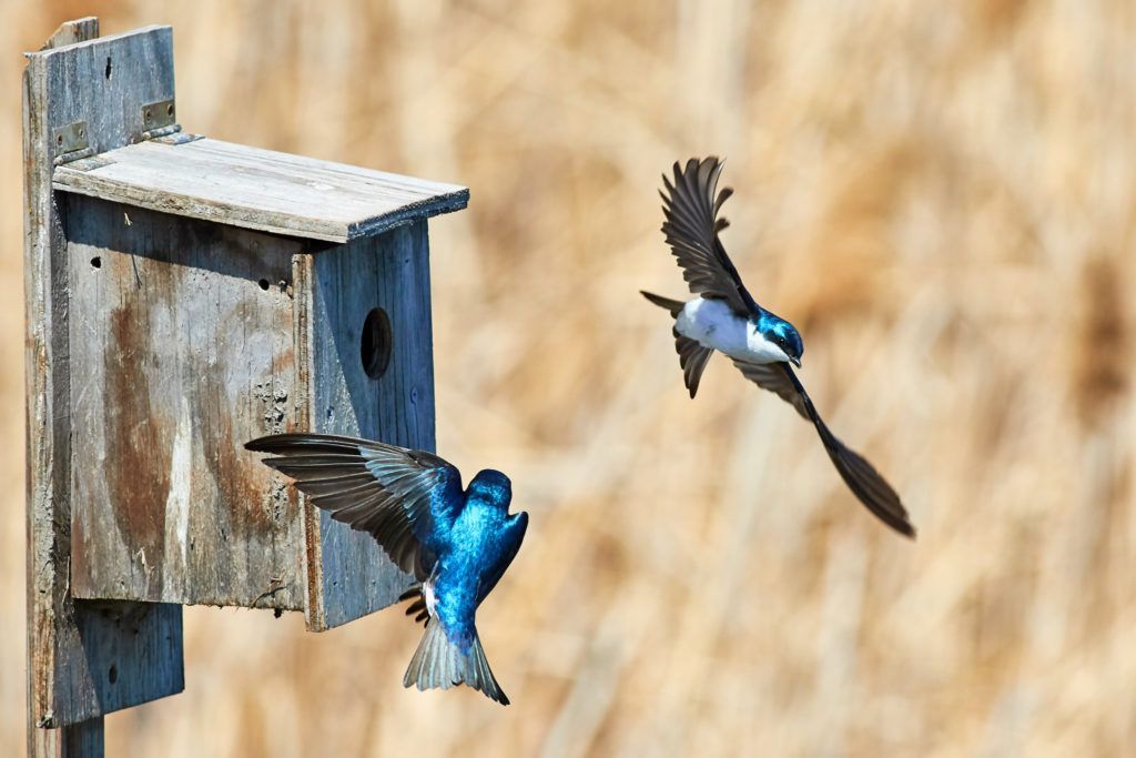 Tree swallows