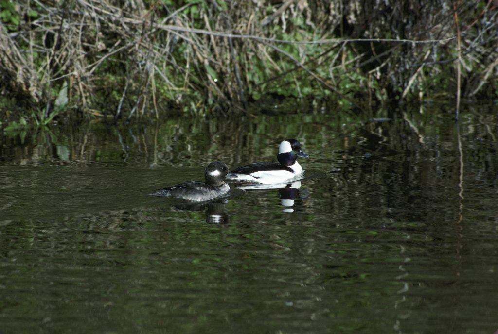 Bufflehead ducks