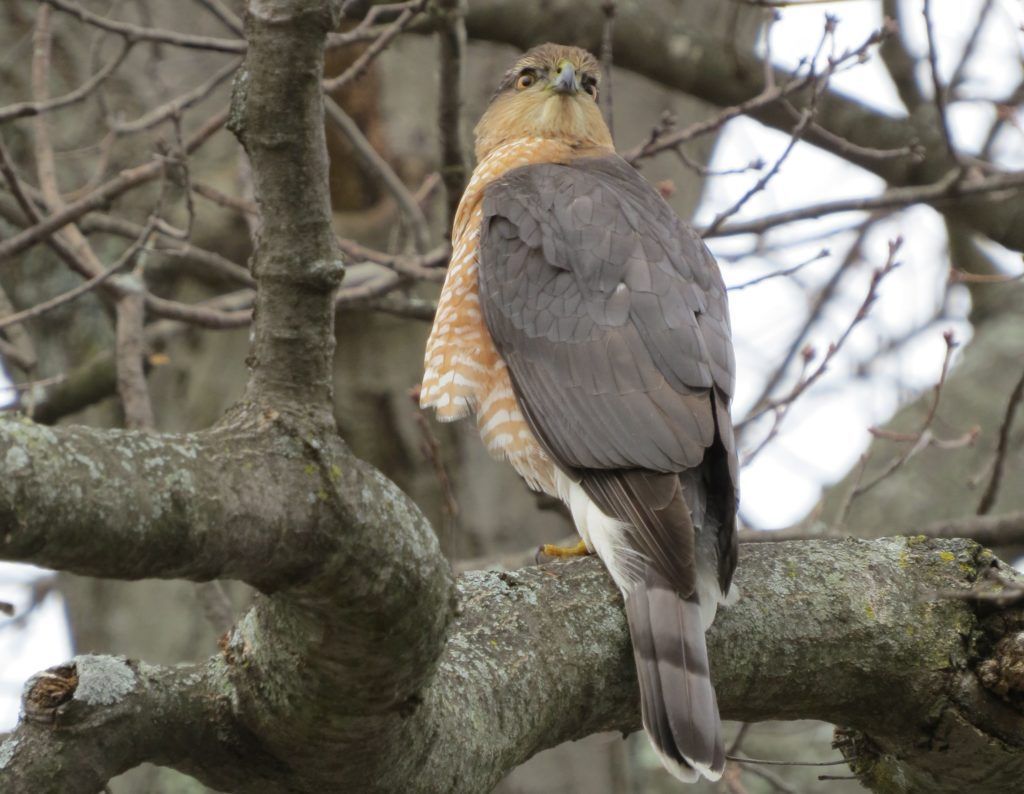 Cooper's hawk