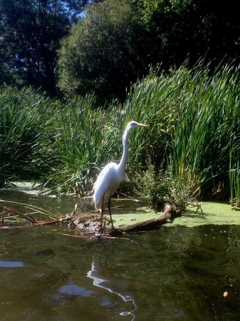 Great Egret