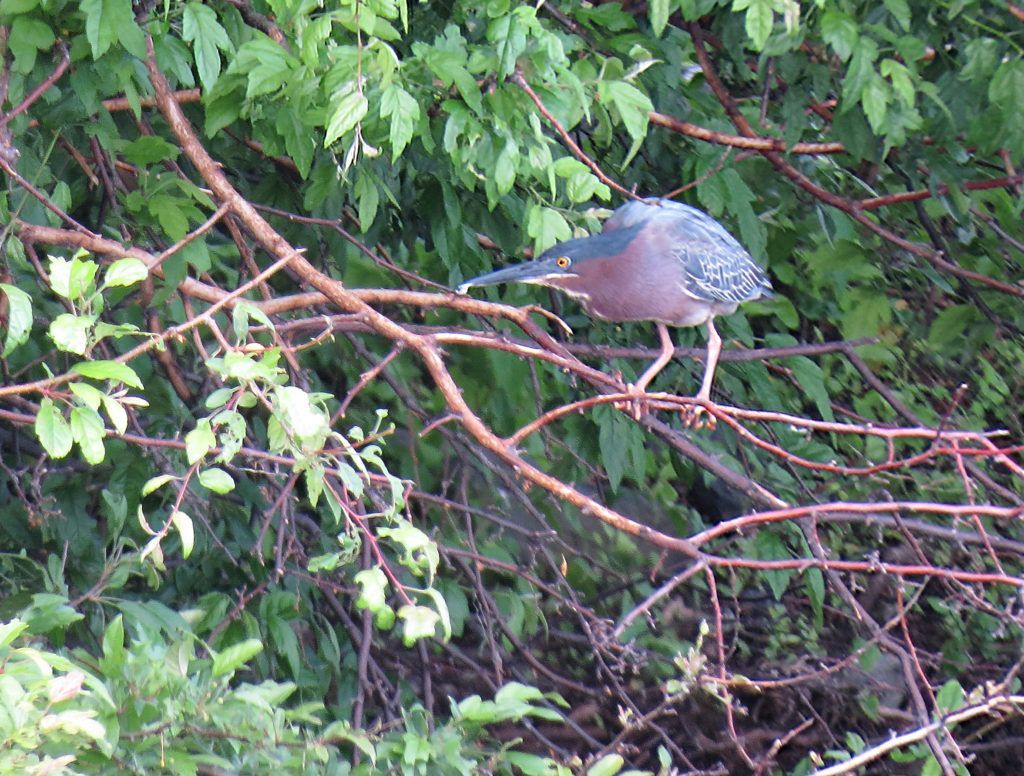 Green heron