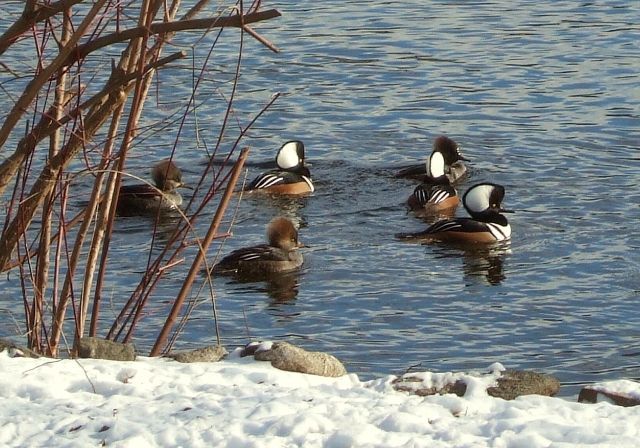 Hooded mergansers