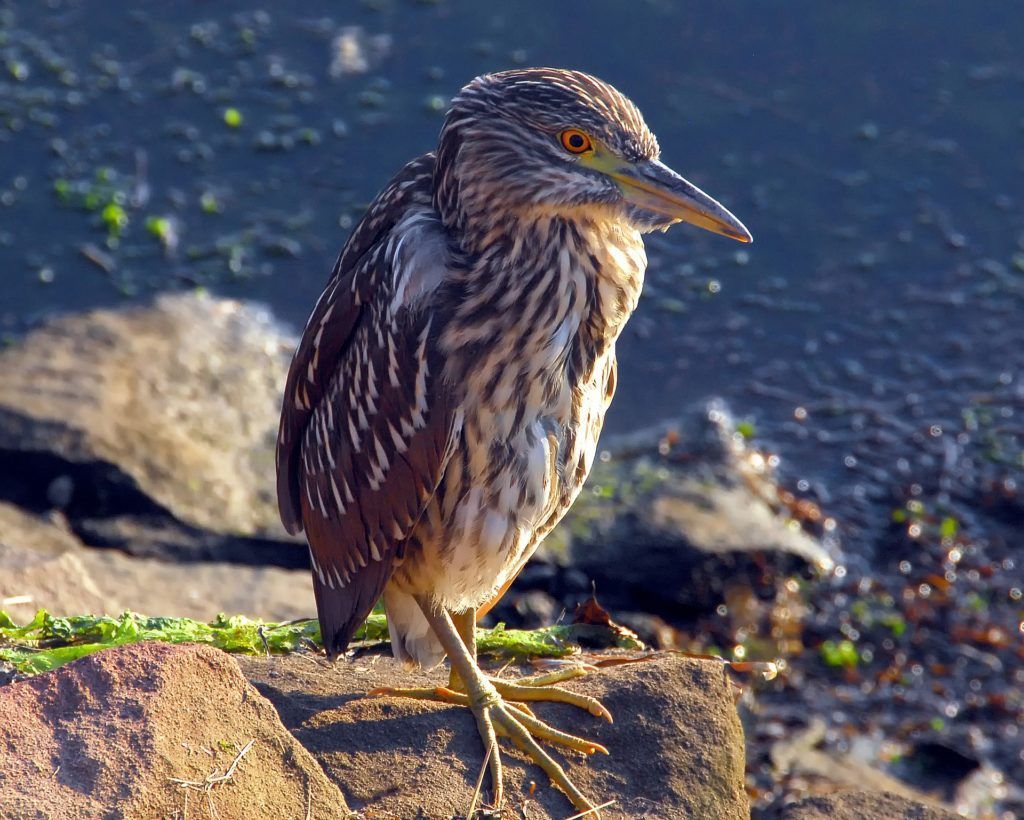 Night heron (immature)