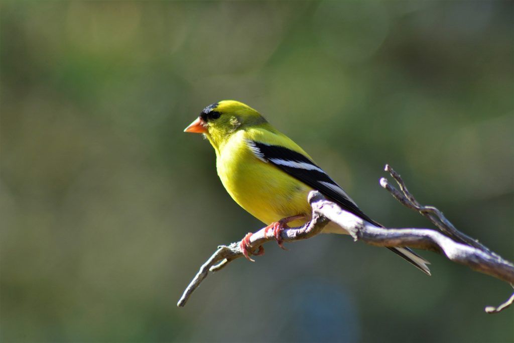 Goldfinch, male