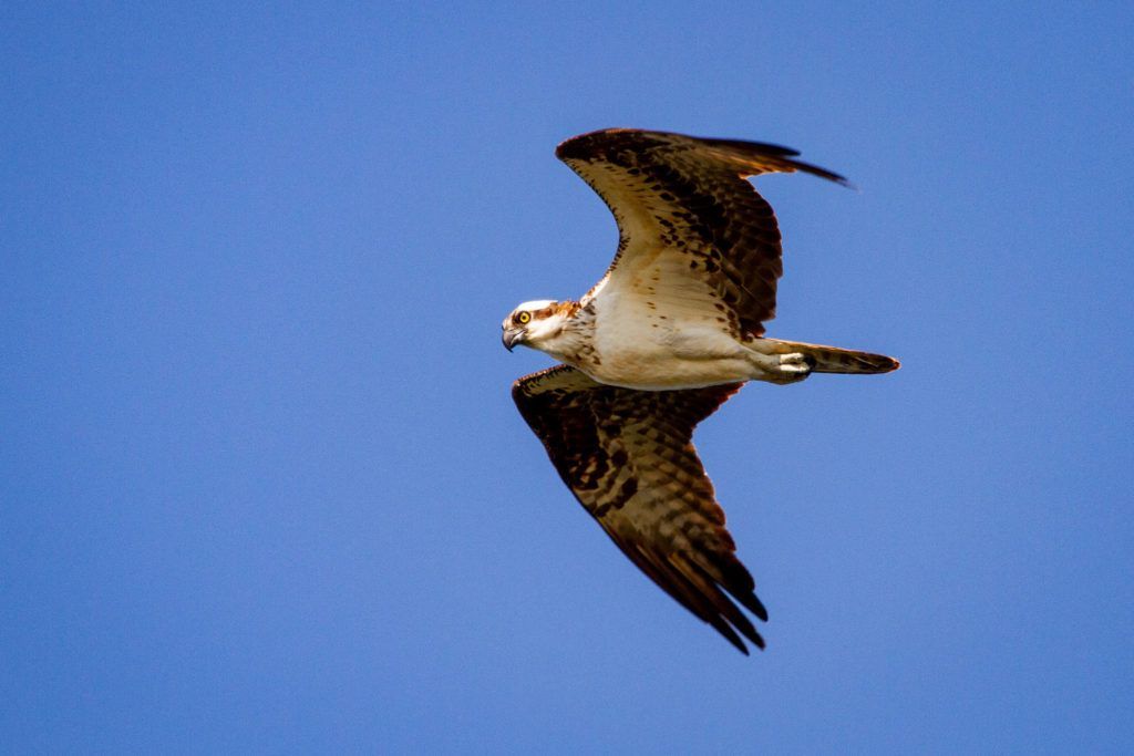Osprey