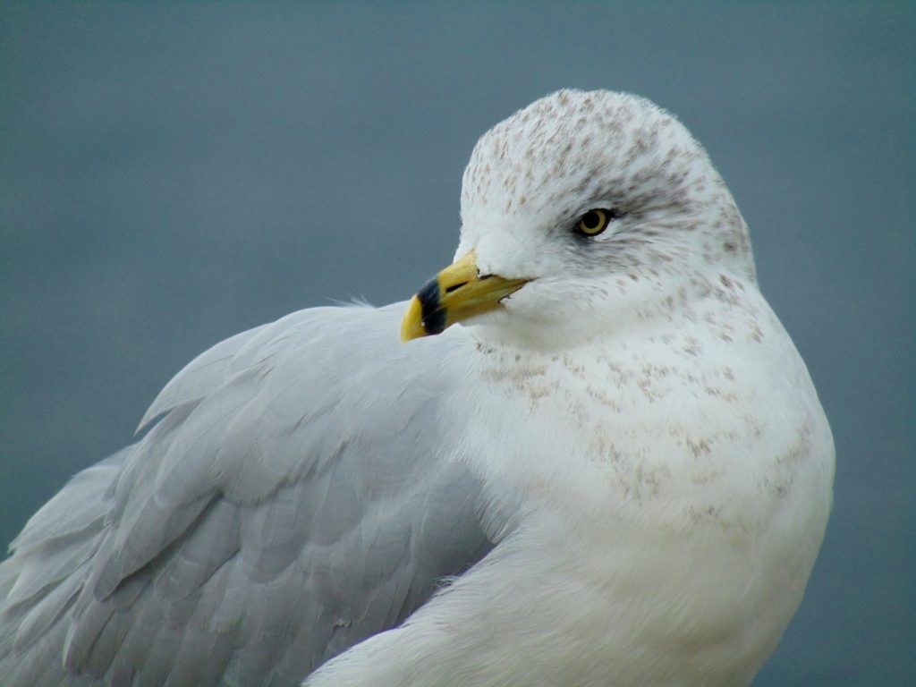 Ring billed gull